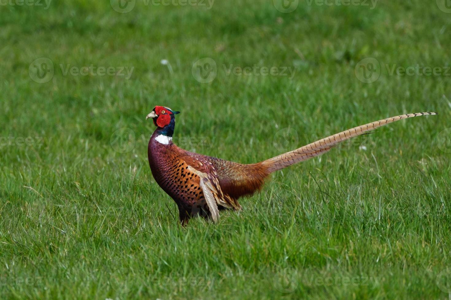 Ringnecked Pheasant Phasianus colchicus near Orlock Point Northern Ireland UK photo