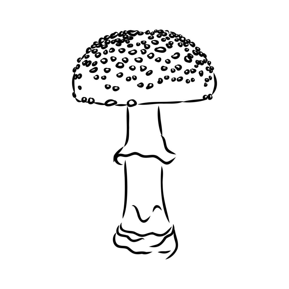 fly agaric vector sketch