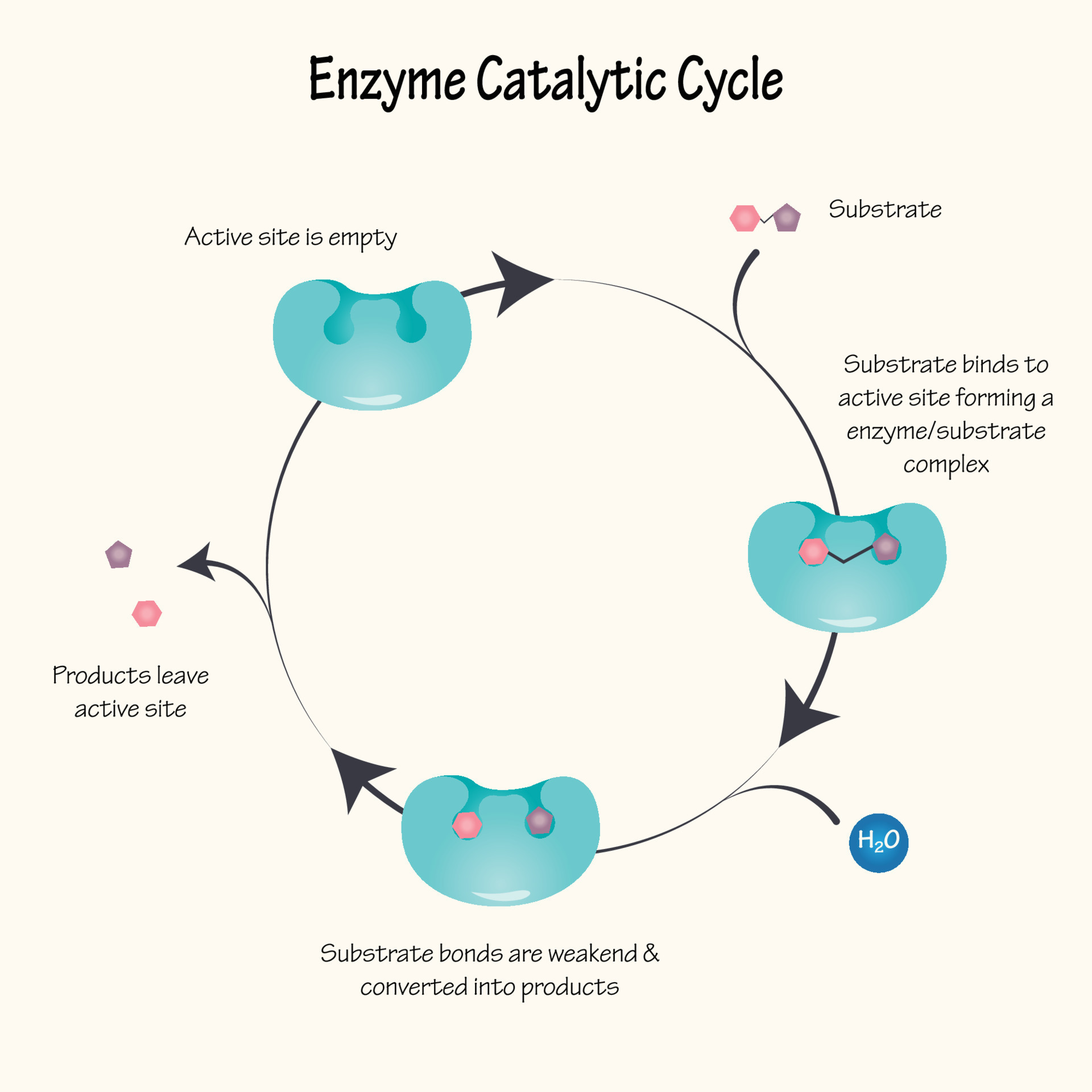 Enzyme Catalytic Cycle Diagram 11973716 Vector Art at Vecteezy