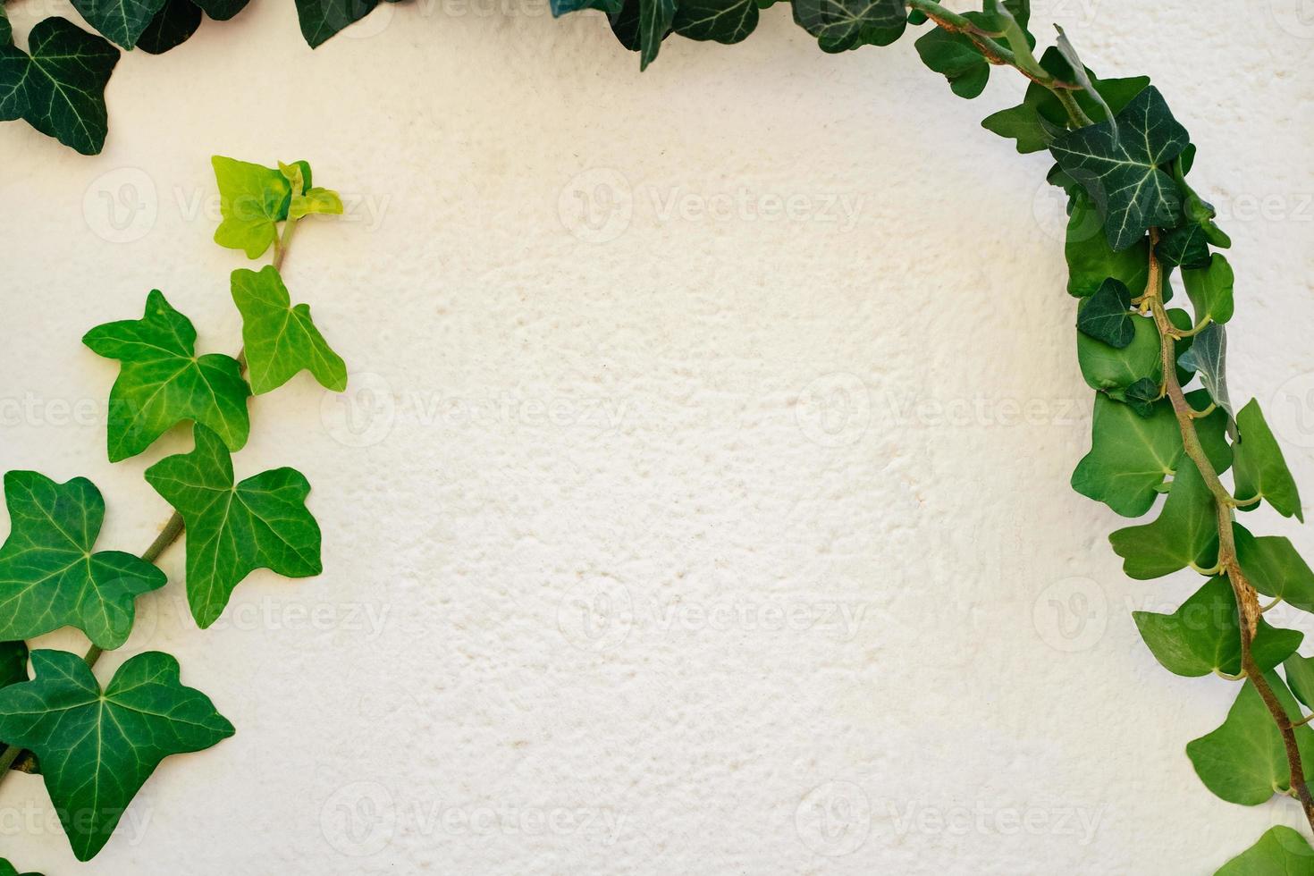 Climbing Ivy on white background frame photo