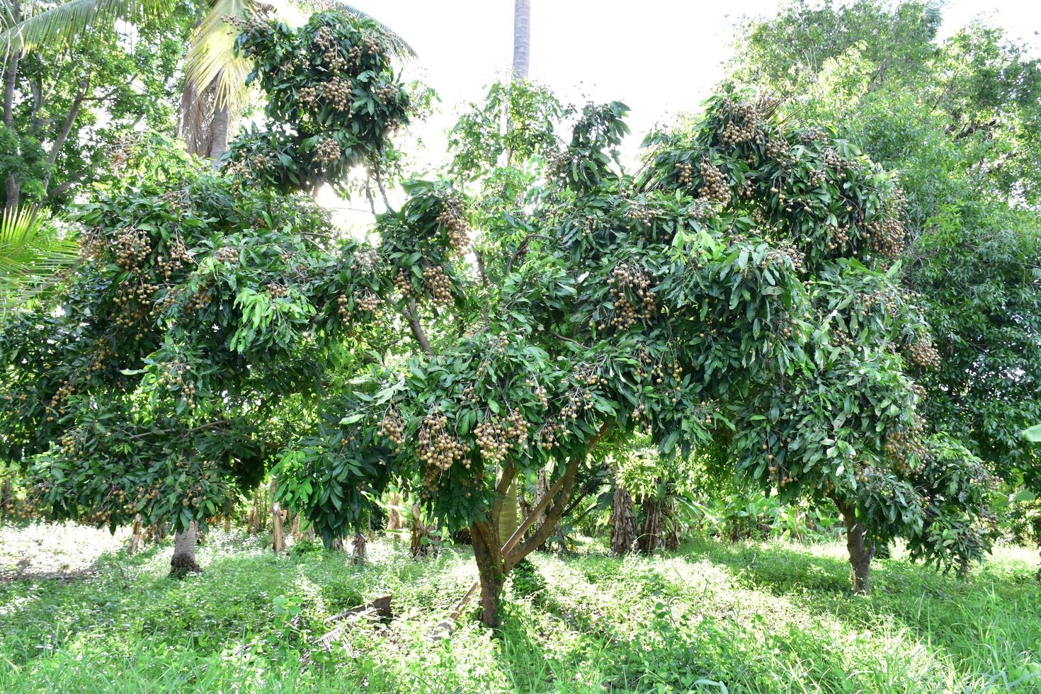 Longan fruits in asian country. photo
