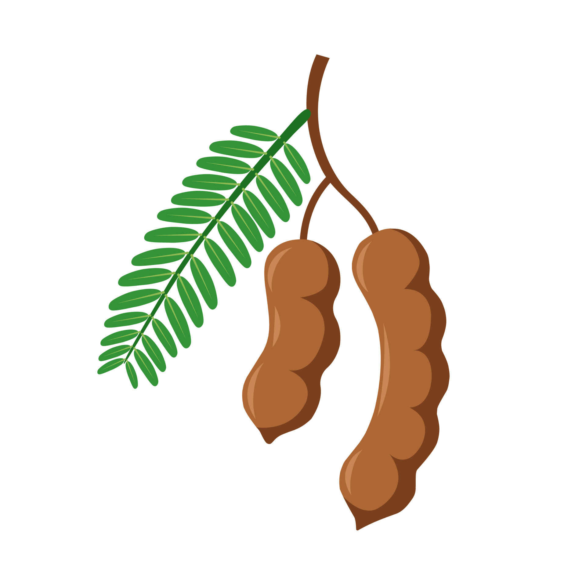 Tamarind Fruit Clipart tamarind-fruit-clipart