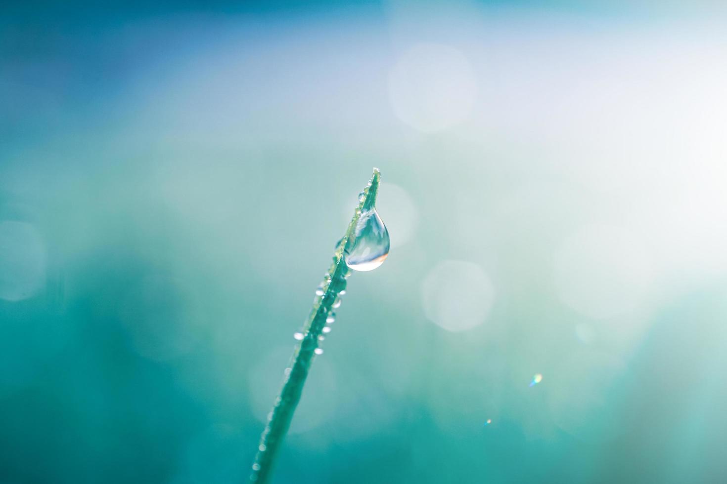 gota de lluvia en la hoja de hierba en primavera en días lluviosos foto