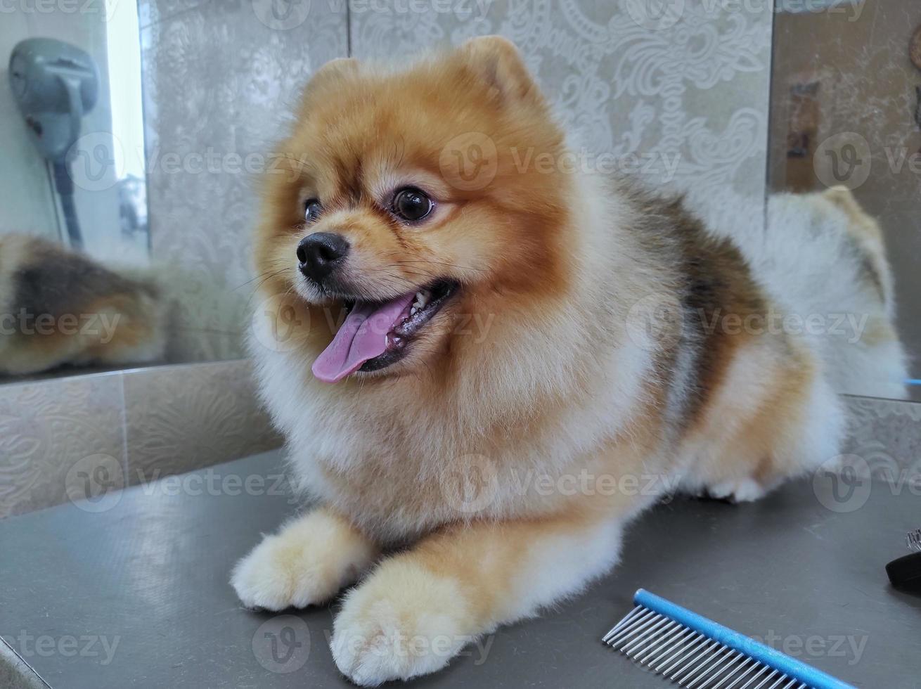 un perro spitz en la mesa de un peluquero después de un corte de pelo. hermoso perrito foto