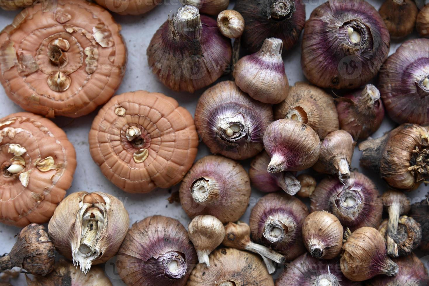 Seeds and bulbs of Gladioli in spring before planting 11974079 Stock