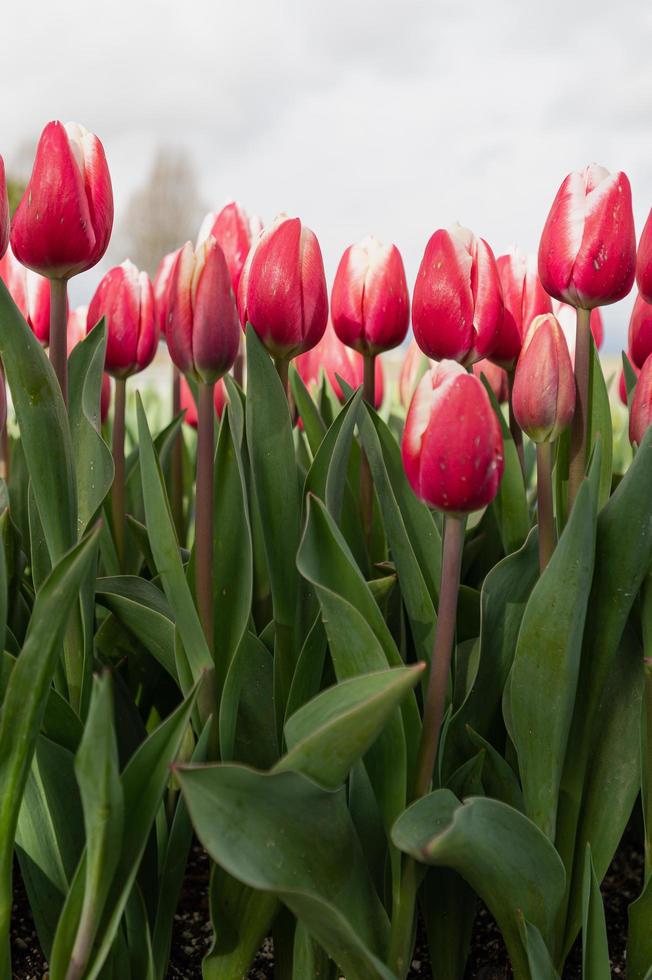 Tulips blooming in a field at the beginning of spring on a cloudy day photo