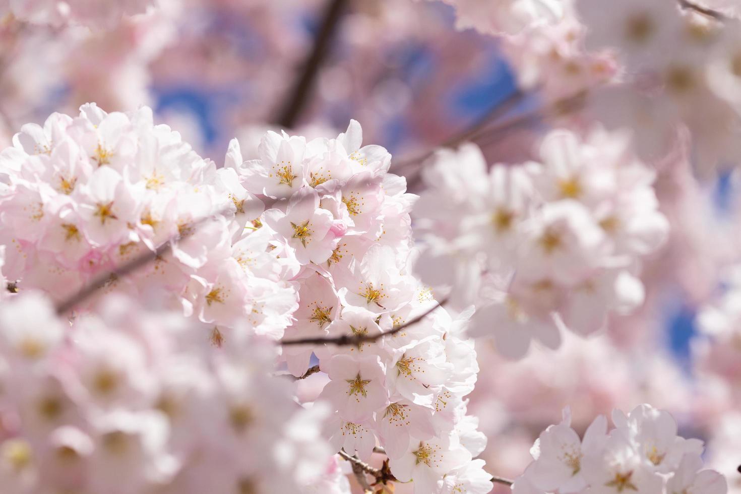 Close up of the blooming cherry tree in the spring photo