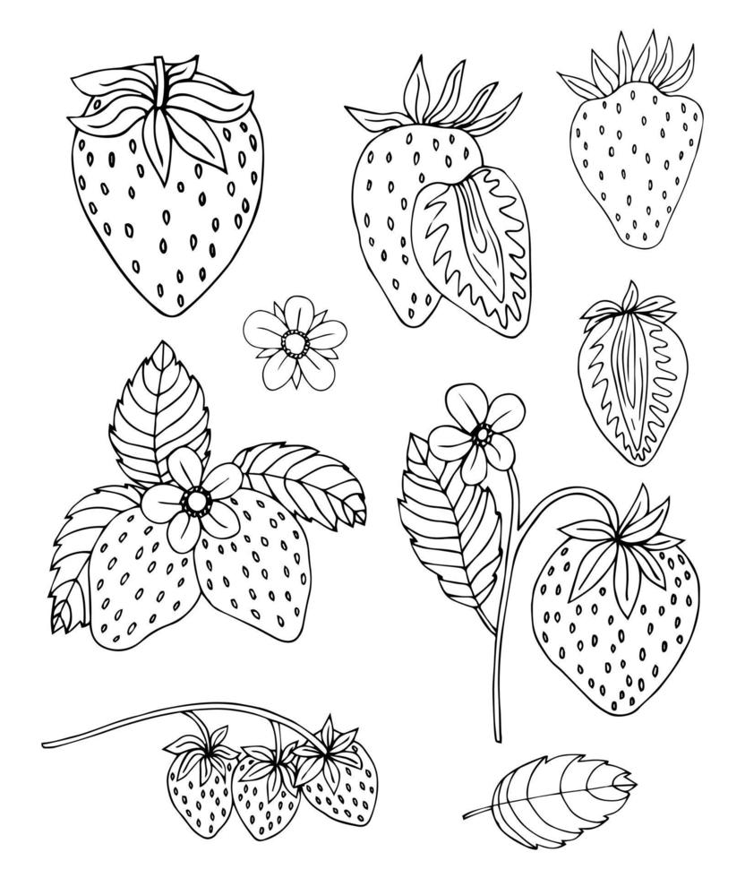 Set of isolated fruits strawberry vector