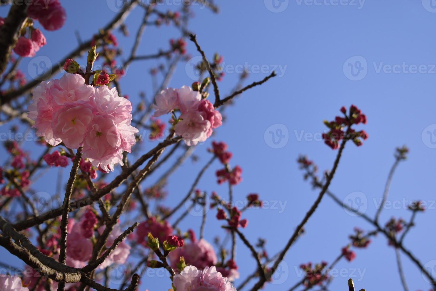 Double cherry blossom branches, also known as yae zakura, a type of sakura with multiple layers of petals, in full bloom, Japan photo