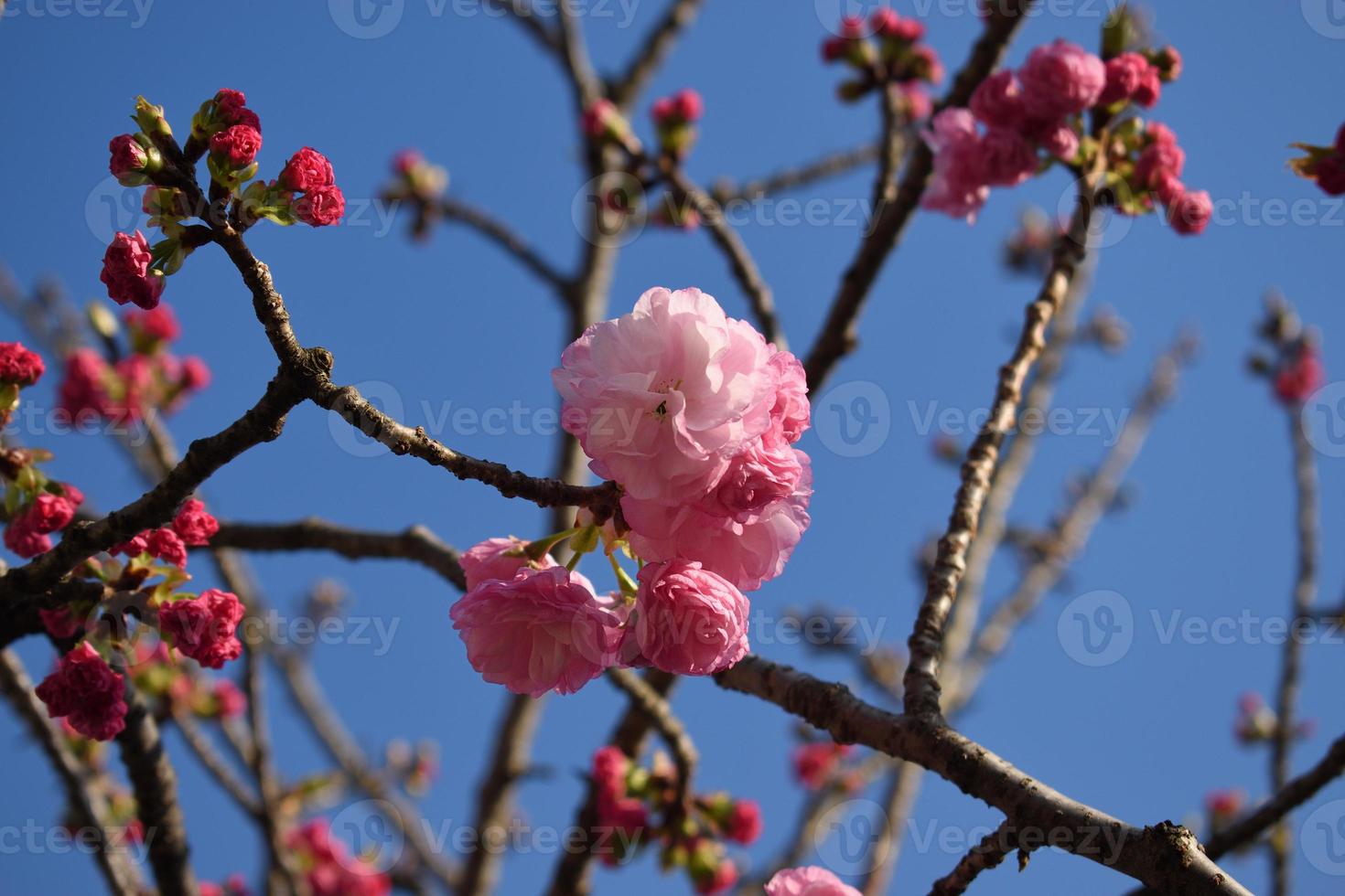 Double cherry blossom branches, also known as yae zakura, a type of sakura with multiple layers of petals, in full bloom, Japan photo
