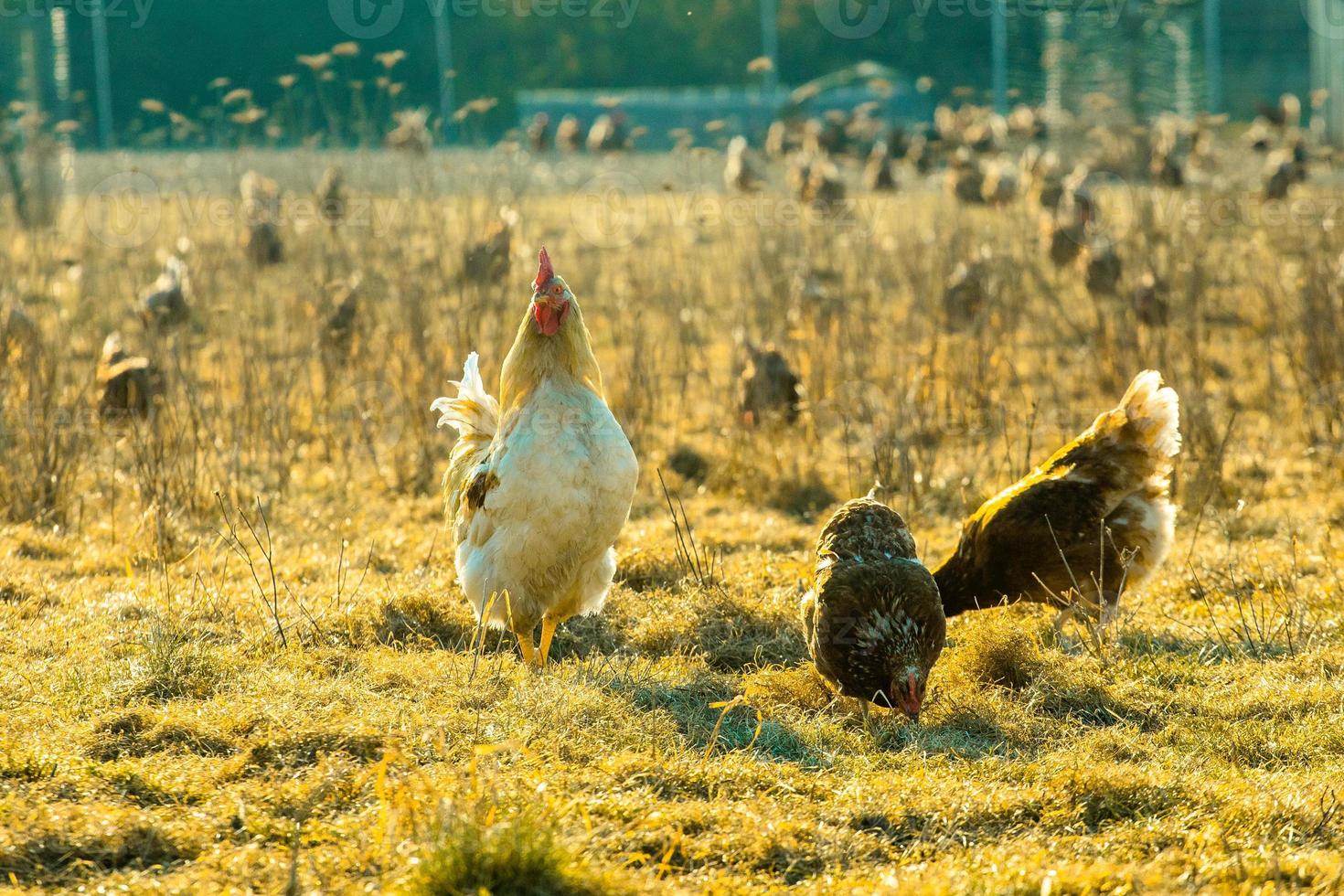 gallo y pollos en campo con hierba seca foto