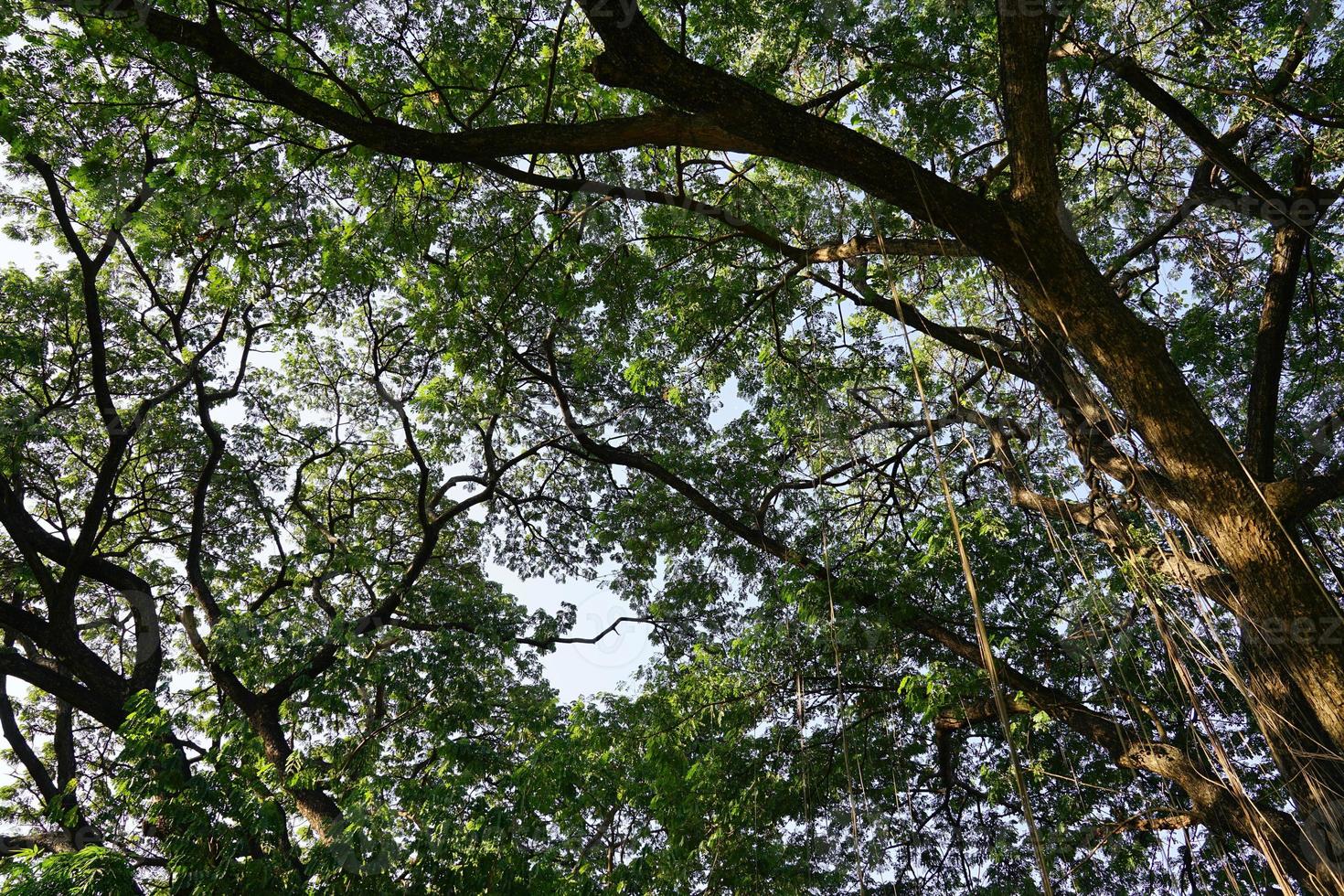 Under the shade of many branches of big and tall tree. photo