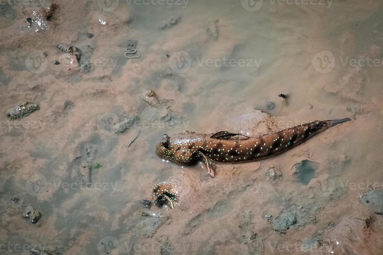 Mudskipper has a cylindrical body. It has a large head, two eyes, large and protruding, up to 30 cm long. photo
