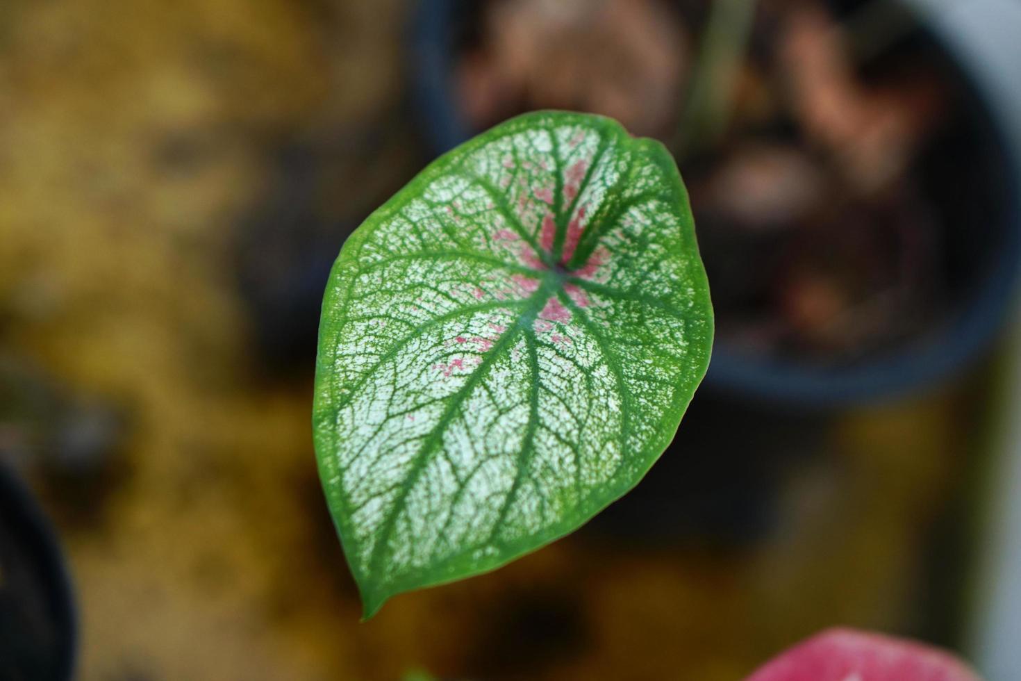 hojas de caladio en maceta gran planta para decorar jardín foto