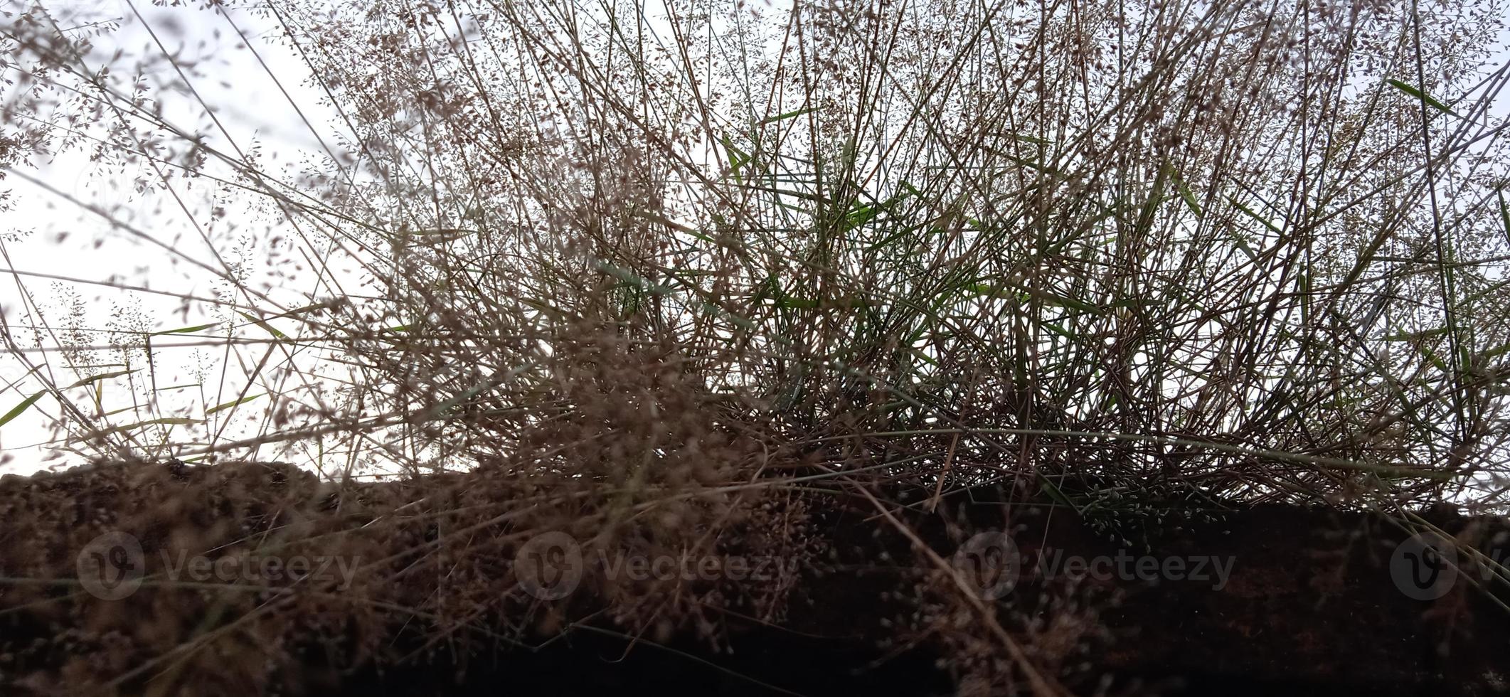 ángulo de visión inferior de la silueta de fondo de hierba silvestre similar a un nido de pájaro con un cielo azul y blanco en la mañana foto