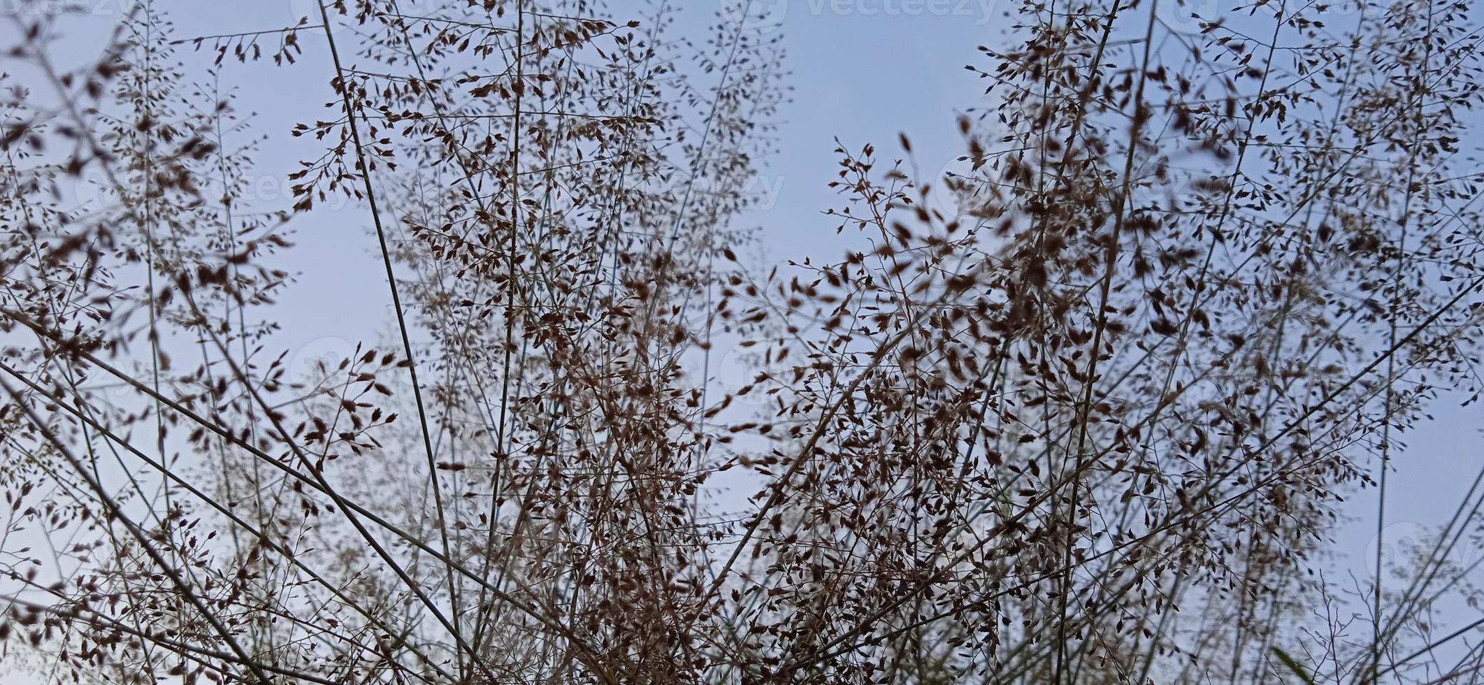Bottom view angle of bird nest-like wild grass background silhouette with a blue and white sky in the morning photo