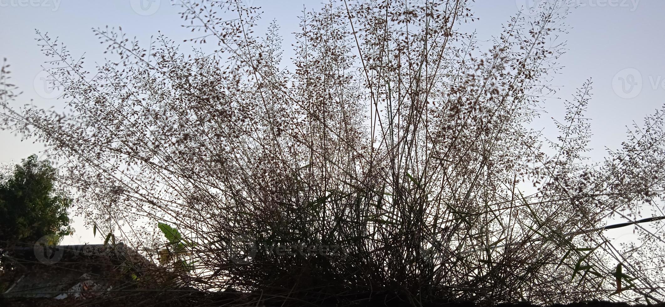 Bottom view angle of bird nest-like wild grass background silhouette with a blue and white sky in the morning photo