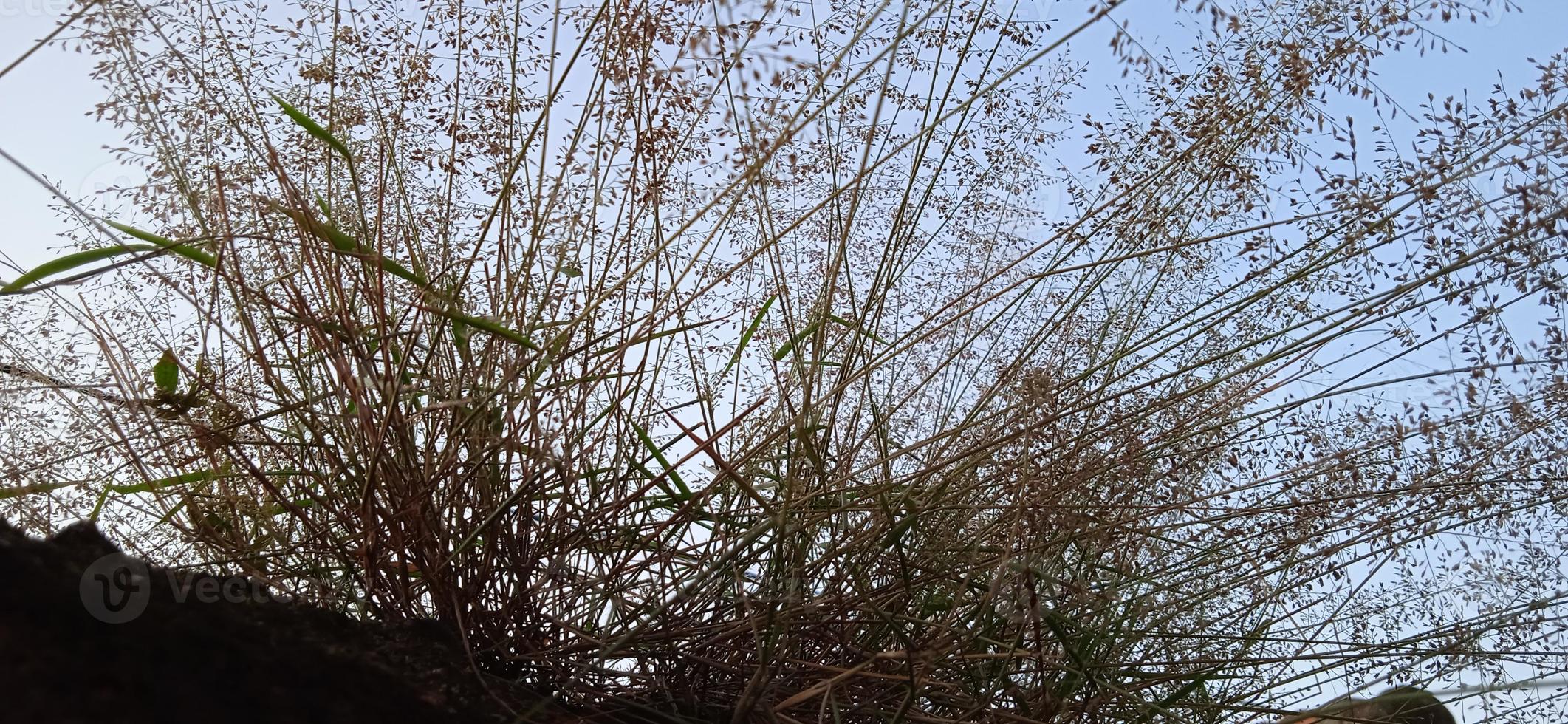 Bottom view angle of bird nest-like wild grass background silhouette with a blue and white sky in the morning photo