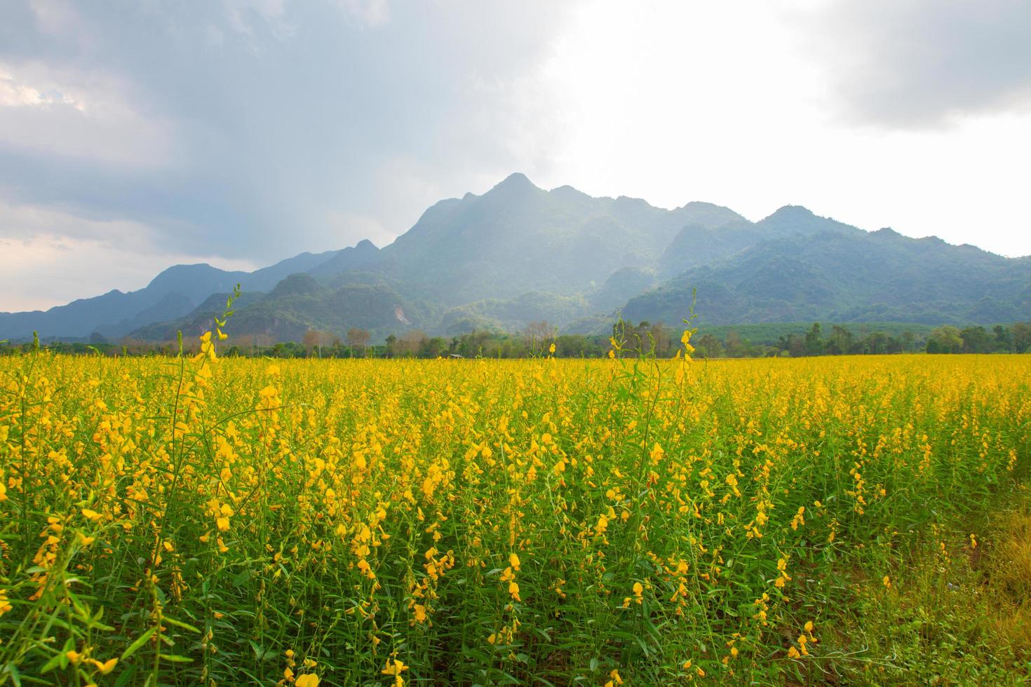 Sunhemp flowers in the field.  Blurred and soft focus of Sunhemp field with copy space and text. photo