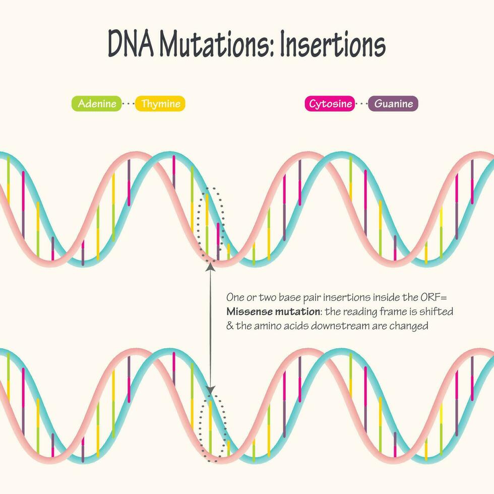 mutaciones de adn inserciones de pares de bases vector