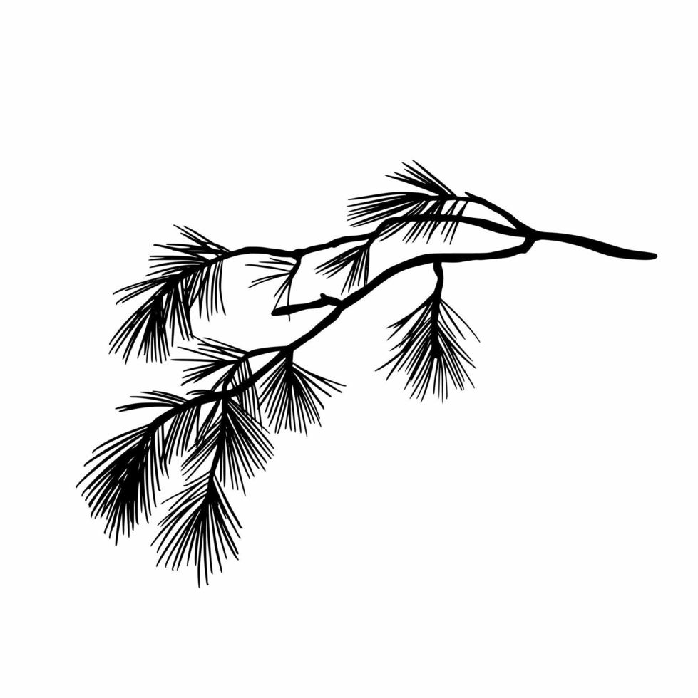 The branch of the Christmas tree is hand-drawn. Doodles vector