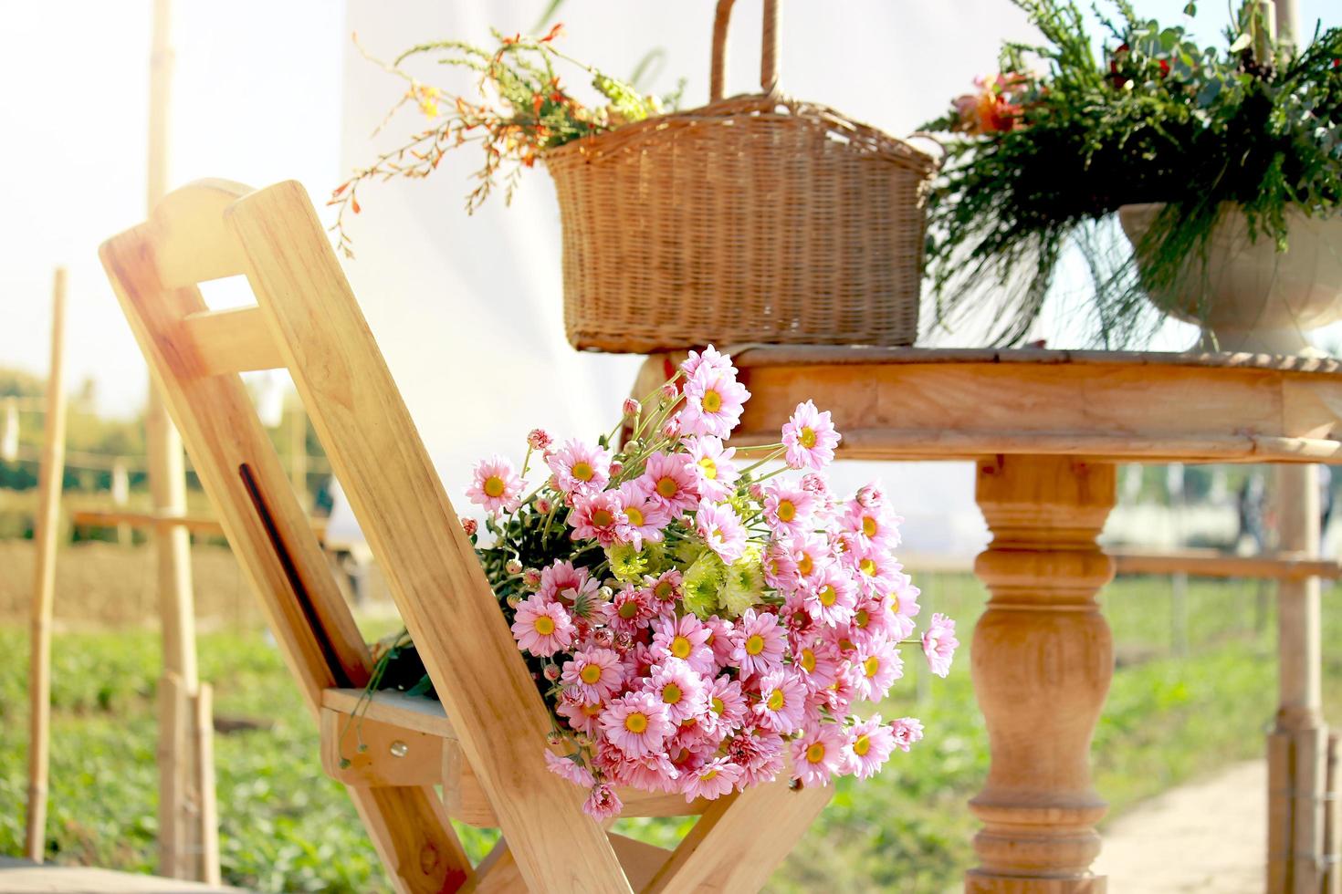 Beautiful pink chrysanthemum flower on a wooden chair photo