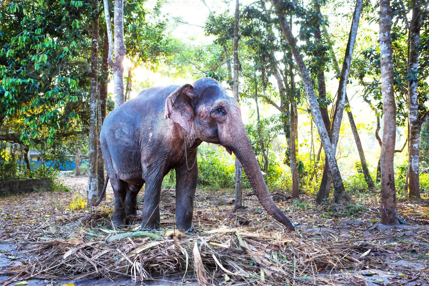 Indian elephant in the jungle on a chain - entertainment for tourists, hard work on the farm, riding, excursions. Elephant in the forest in the sun through the trees. photo