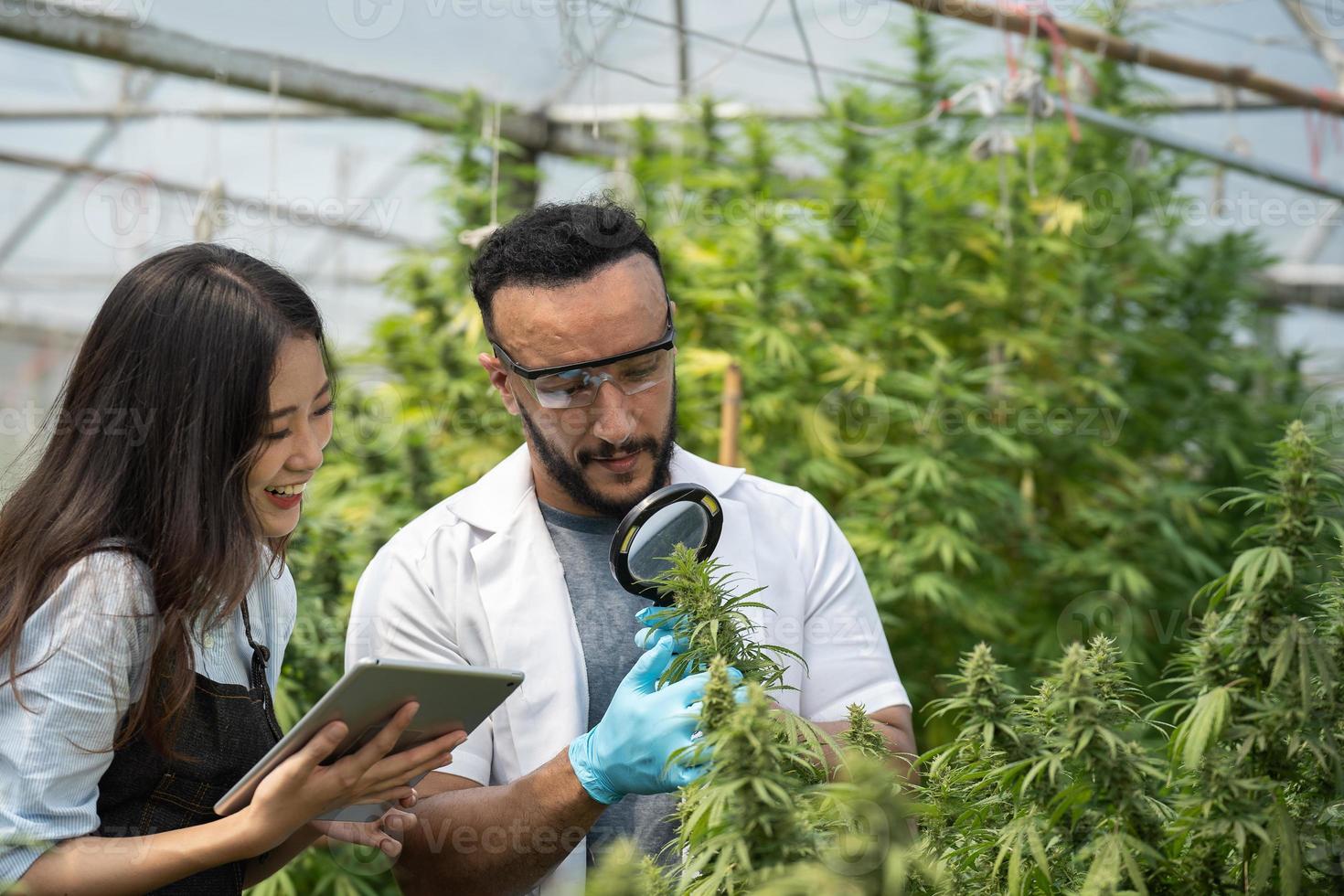 Two scientists using magnifying glass checking cannabis plant for research in a greenhouse. Alternative medicine. Growing organic cannabis herb on the farm. Marijuana for alternative medical concept. photo