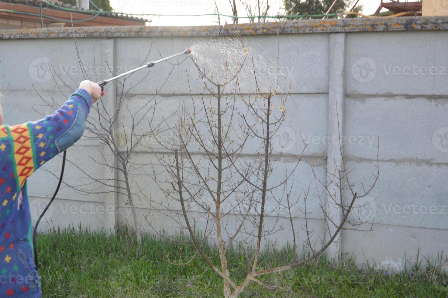 rociar árboles y plantas con una solución para proteger foto