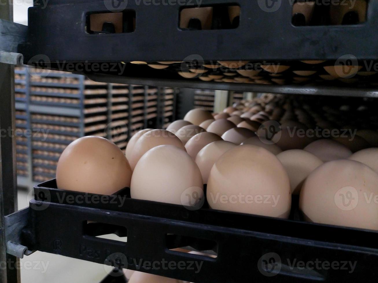 the some eggs on the tray, hatching eggs in industrial farm hatchery. photo