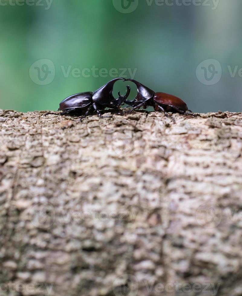 stem eating beetle photo