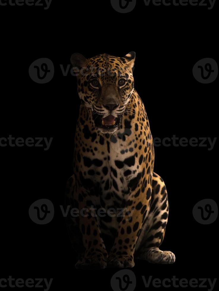 jaguar  in the dark photo