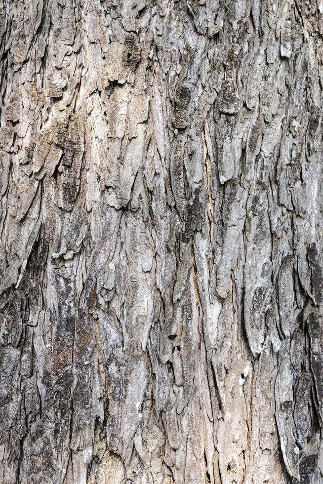 Texture of old tree bark . Natural background photo