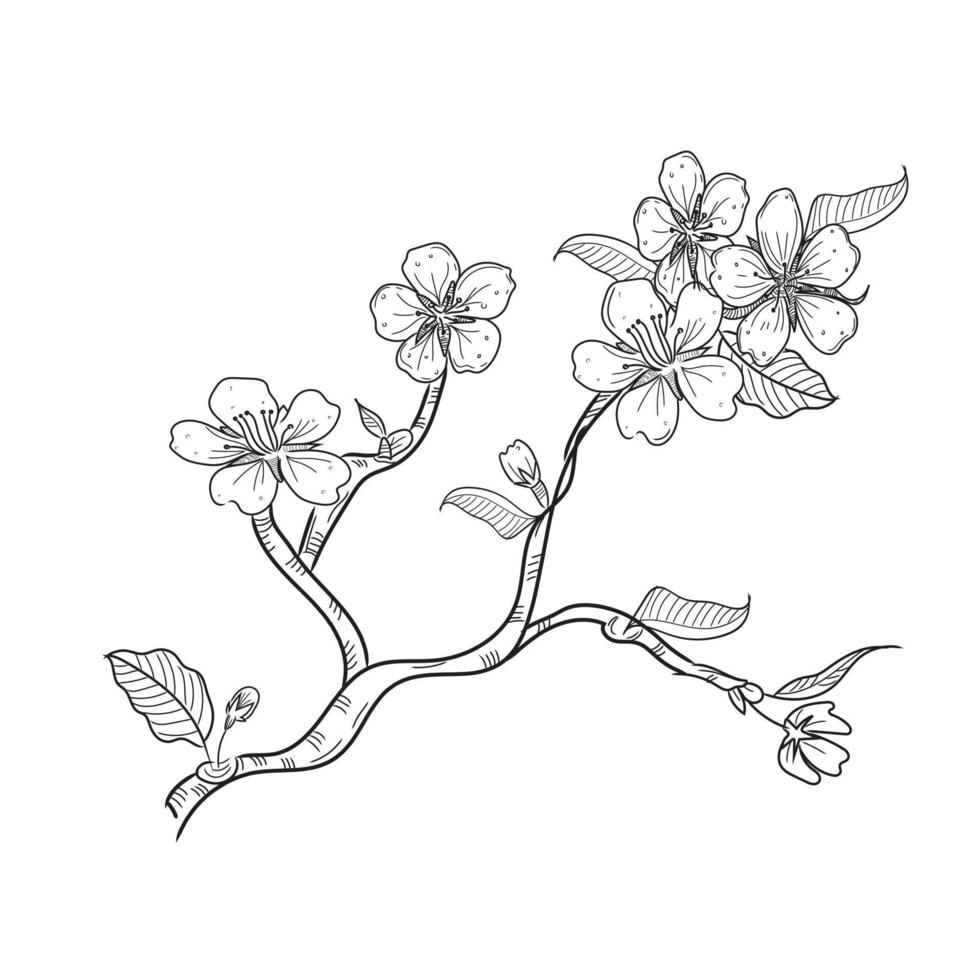 vector de arte de línea de flor de cerezo