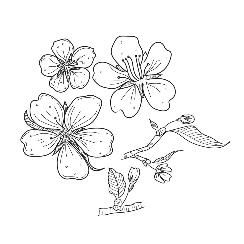 cherry blossom line art vector