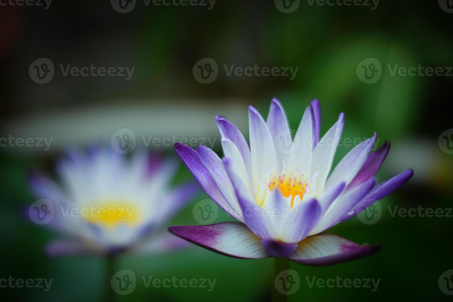 beautiful waterlily or lotus flower in the lake photo