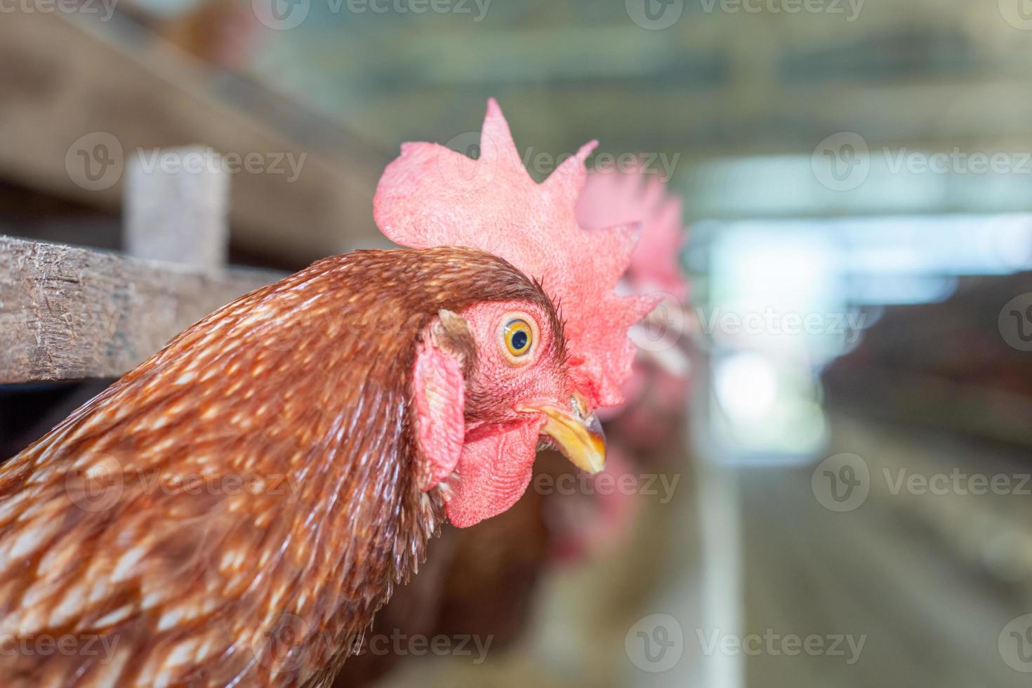 hens in cage at farm, chicken eating in woods cage at farm. photo