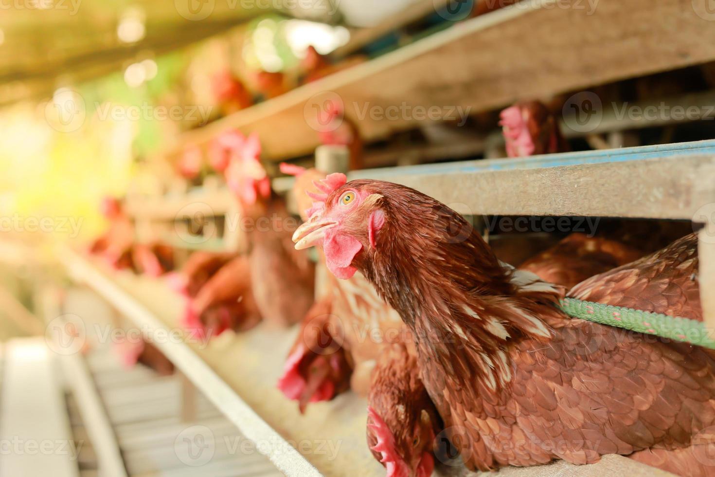 hens in cage at farm, chicken eating in woods cage at farm. photo