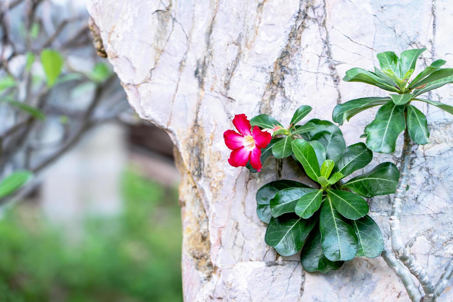 primer plano de adenium de pétalos de color rosa en el jardín. árbol de adenium obesum, ping bignonia o rosa del desierto con hojas verdes sobre fondo texturizado de piedra blanca y gris en el parque sobre fondo natural borroso. foto