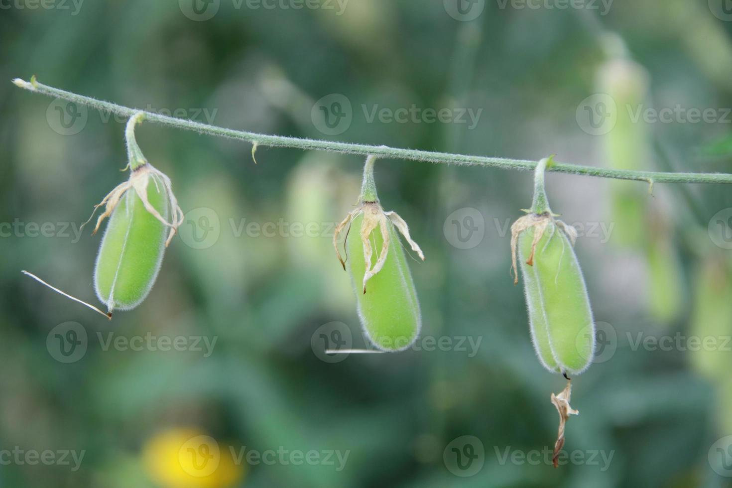 Light green pods of Sunn Hemp are on branch and blur green leaves background. photo