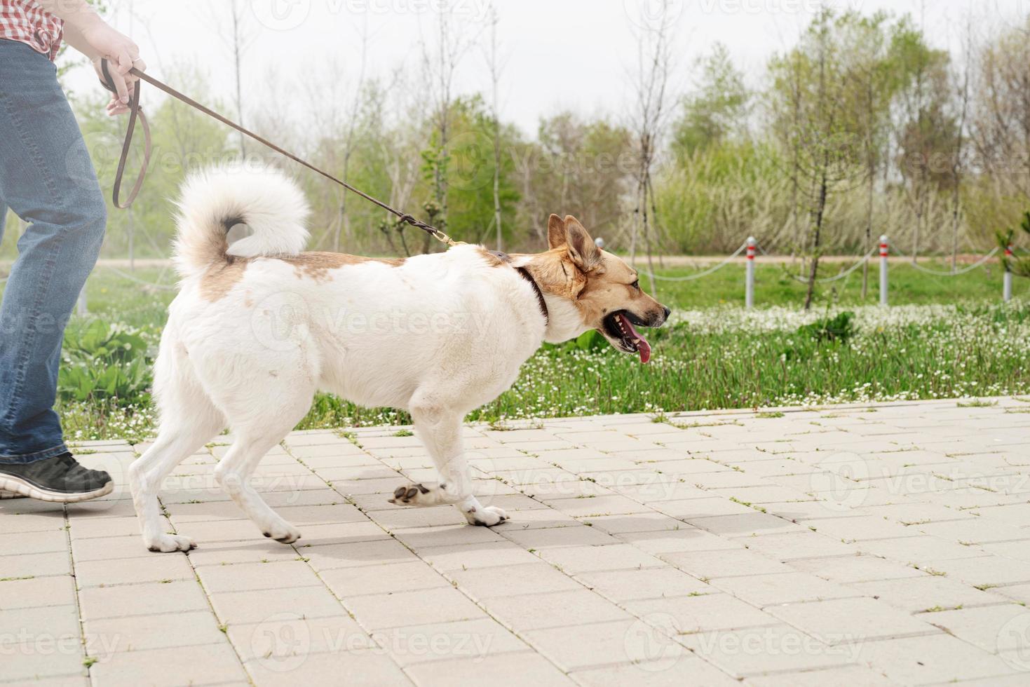 Profile shot of a young guy walking his dog in a park on a sunny spring day photo