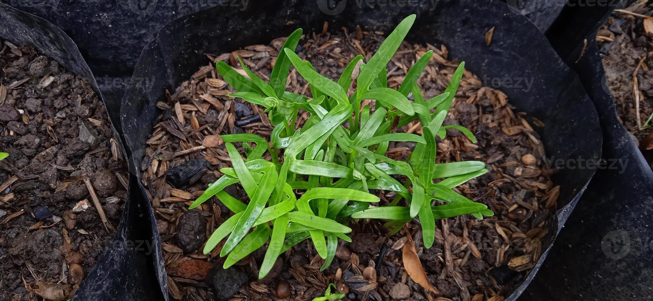 Young shoot groups of freshly kale Ipomea reptans poir in the black polybag. Kale recently grows by its brown seed in the garden. Suitable for agriculture, science info and magazine, biology, etc. photo