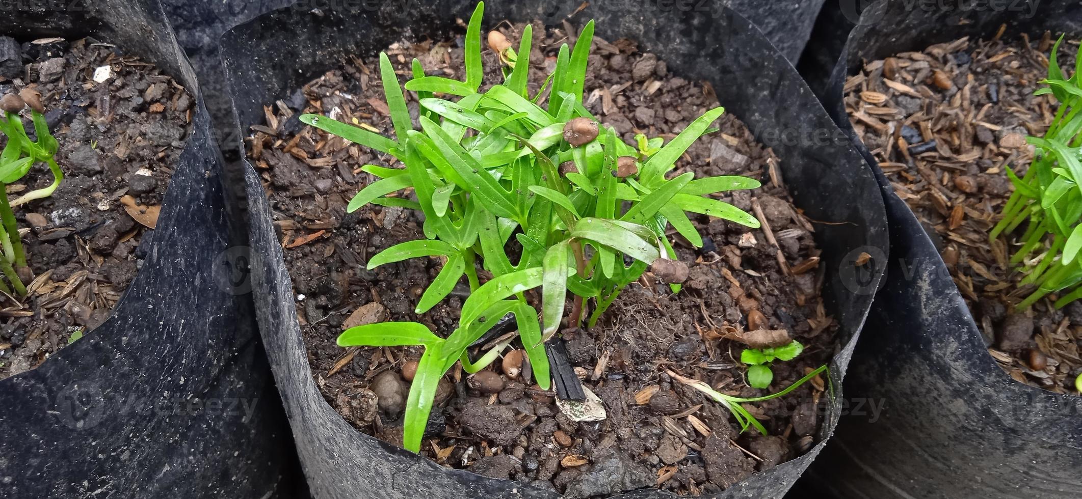 Grupos de brotes jóvenes de col rizada ipomea reptans poir en la bolsa de plástico negra. col rizada crece recientemente por su semilla marrón en el jardín. adecuado para agricultura, información científica y revista, biología, etc. foto