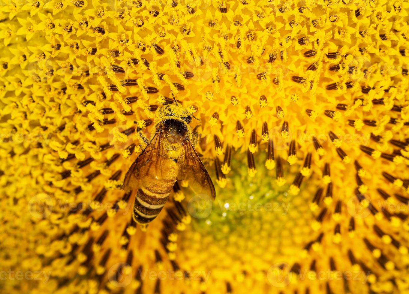 Close up a bee on sunflower. photo