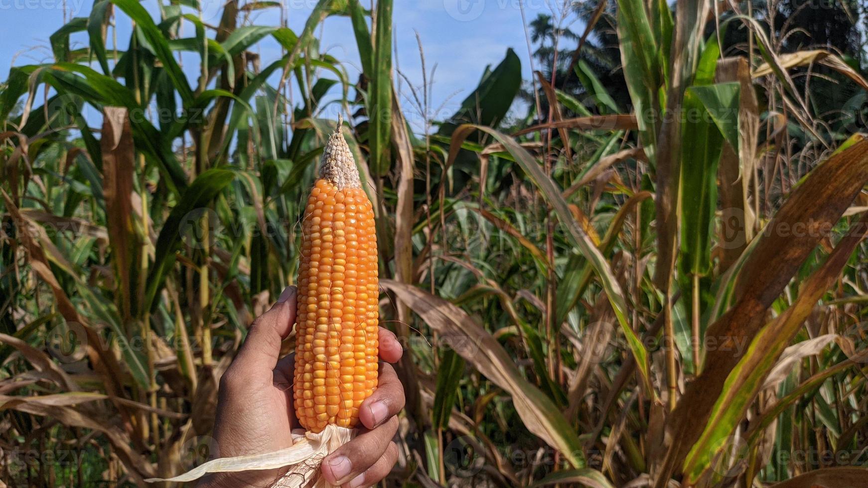 Ripe Corn Cobs are grasped in the Corn Field. photo