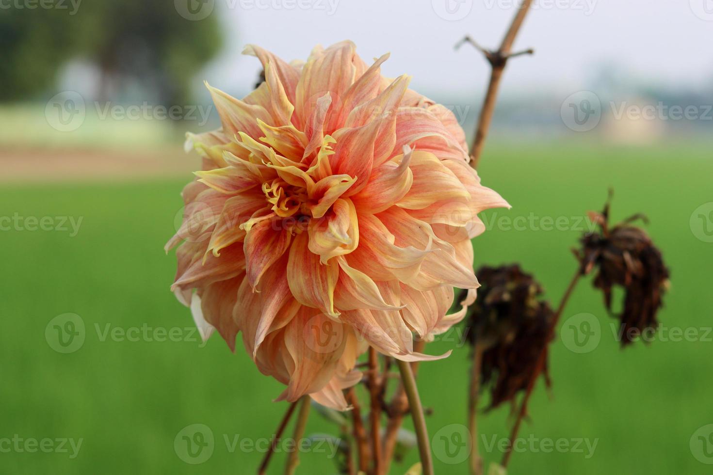 hermosa flor de dahlia sobre un fondo verde natural y efecto de desenfoque. flor de dalia que florece en una fotografía de primer plano de greenfield. flor de dalia de color rojo y blanco con brotes muertos en un día soleado. foto