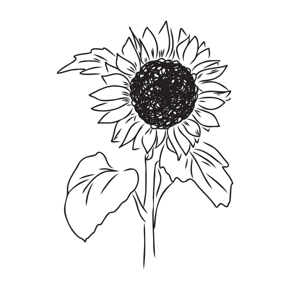 sunflower seeds vector sketch