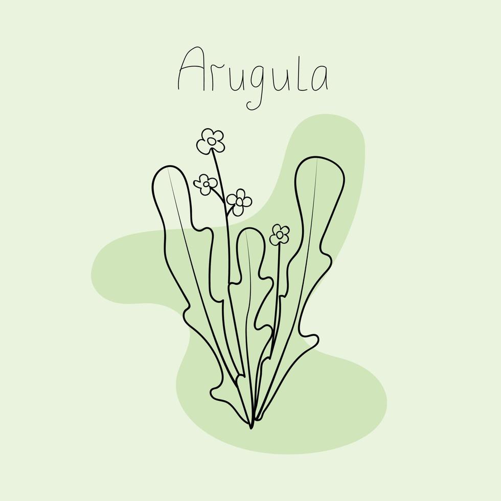 Vector illustration of arugula leaves