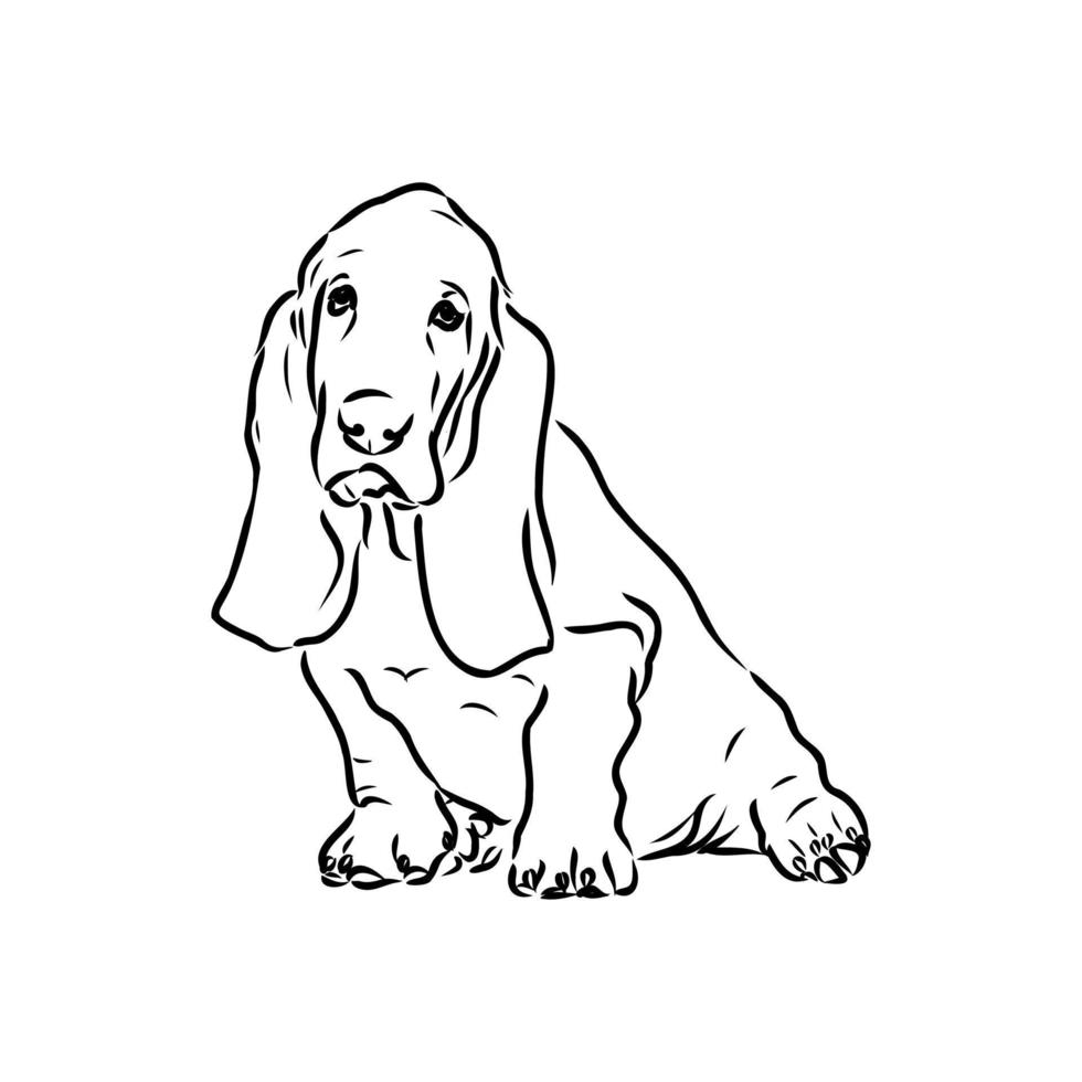 dibujo vectorial de basset hound vector