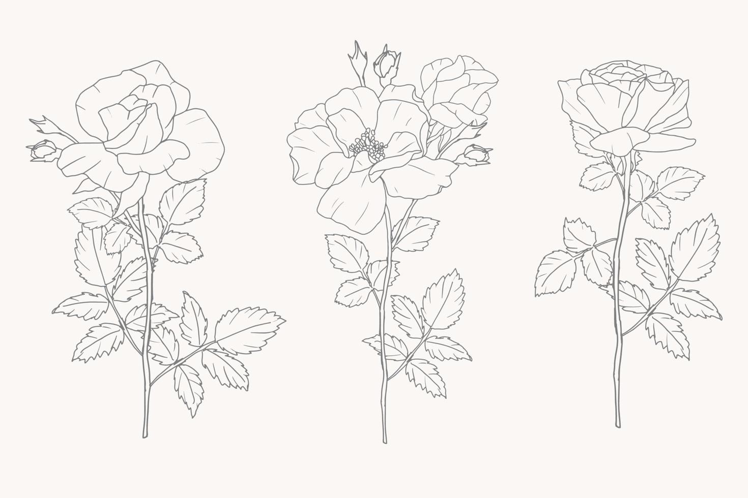 doodle line art rose flower bouquet elements collection vector